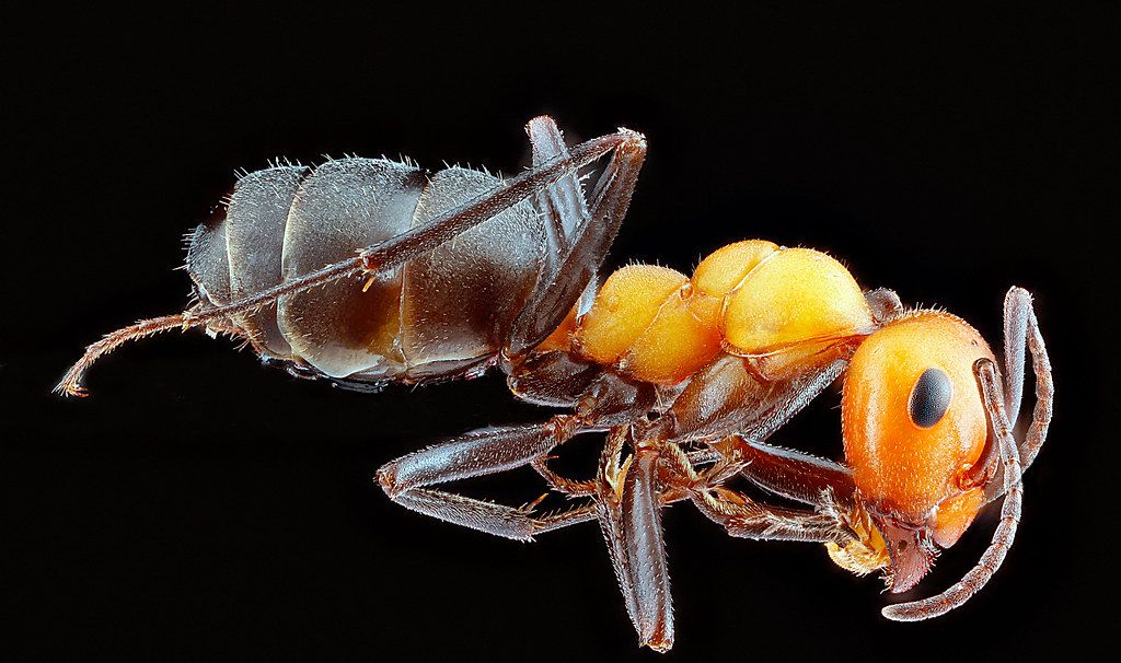 Ant Control service in Hollywood, FL