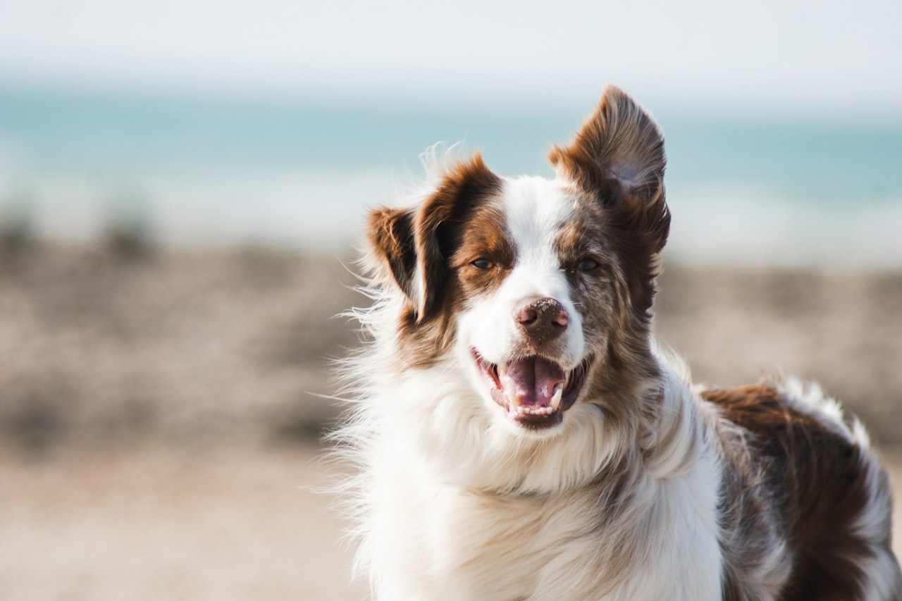 Flea & Tick Control service in Hollywood, FL