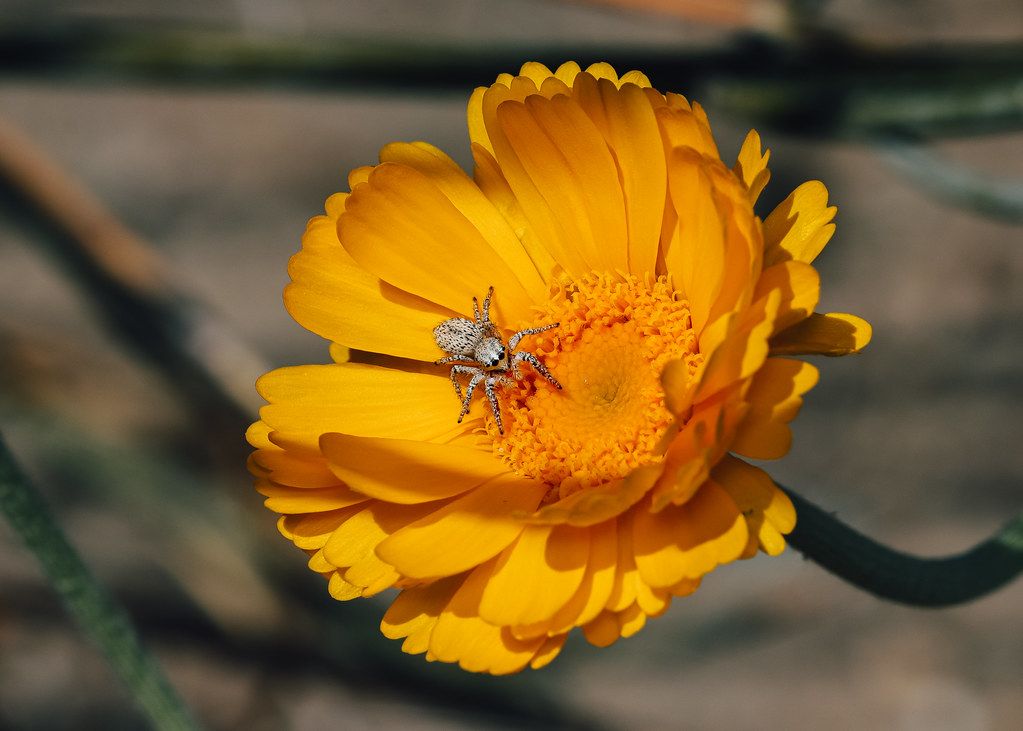 Spider Control service in Hollywood, FL